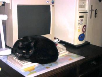 Katze & Computer !